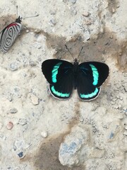 Obraz na płótnie Canvas black and blue butterfly in nature