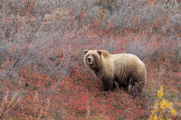 Grizzly Bear in Denali National Park Alaska in Autumn