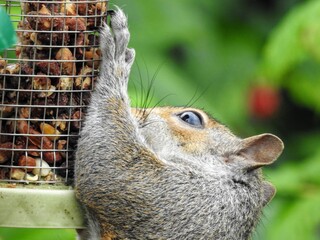 Close-up of an eastern gray squirrel (Sciurus Carolinensis) clinging to a hanging bird-feeder 