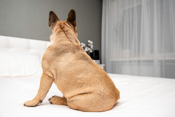 american staffordshire terrier