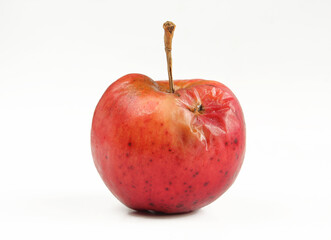 Old damaged apple isolated on white background. Red fruit decomposting