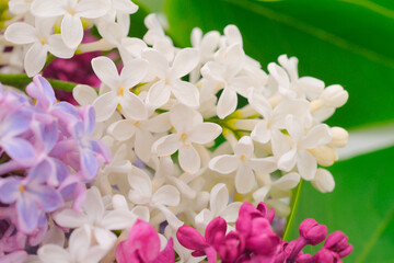 Branches of colored lilac.