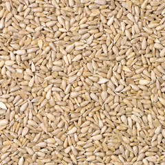 Peeled sunflower seeds pile background 