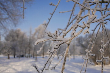 Snow and frost covered birch tree branches against winter forest backlight.