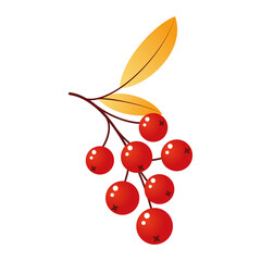 Rowan tree branch with leaves and berries. Vector illustration isolated on white background. Mountain ash autumn design. Gradient fill. Bunch of mountain ash