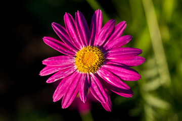 Echinacea purpurea,flowering medicinal plant,rudbeckia,medicinal plant
