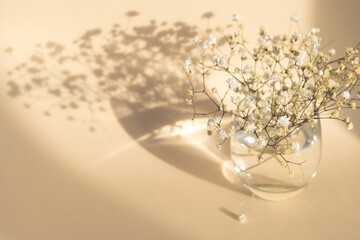 gypsophila flowers in glass vase on beige background, light and shadow