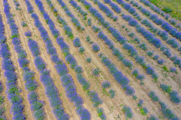 Naklejka na ściany i meble Aerial view of lavender fields in Bulgaria