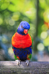 Guadeloupe, Deshaies, jardin botanique