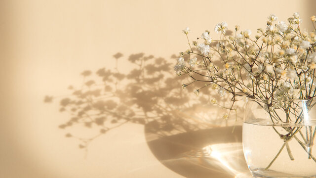gypsophila flowers in glass vase on beige background, light and shadow, banner