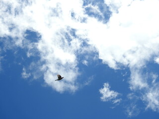 ciel,nuage,oiseau
