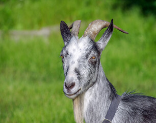 Portrait of a goat on a farm in the village. Beautiful goat posing.