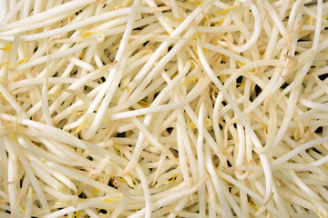 Mung bean sprouts