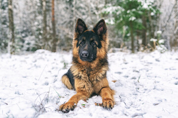 A good-natured German Long-haired Shepherd dog lies on the snow in the forest in winter.
