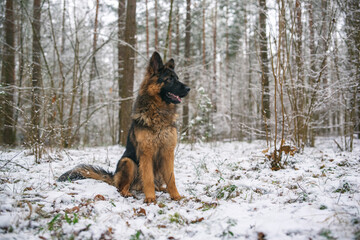 A good-natured German Long-haired Shepherd dog sits in the forest in winter.