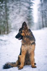 A good-natured German Long-haired Shepherd dog sits in the forest in winter.