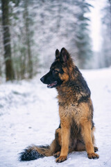 A good-natured German Long-haired Shepherd dog sits in the forest in winter.