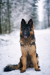 A good-natured German Long-haired Shepherd dog sits in the forest in winter.