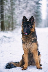 A good-natured German Long-haired Shepherd dog sits in the forest in winter.