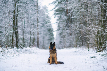 A good-natured German Long-haired Shepherd dog sits in the forest in winter.