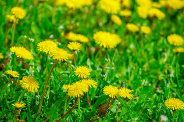 Yellow bright grass plant flower dandelion