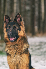 A good-natured German Long-haired Shepherd dog sits in the forest in winter.