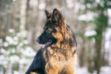 A good-natured German Long-haired Shepherd dog sits in the forest in winter.