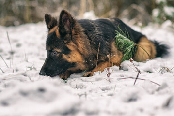 A good-natured German Long-haired Shepherd dog lies on the snow in the forest in winter.