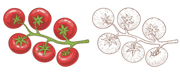 Tomatoes on the branches of tomatoes in the style of a pencil drawing without color and with color or in the style of an engraving. Isolated on a white background