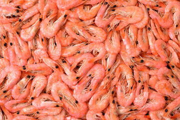 shrimps on a white background