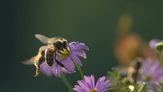 Bees on purple flower, funny encounter, nature colors, bees insects macro slow-motion