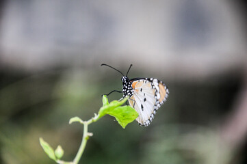 butterfly on a leaf
