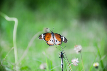 Butterflies on leaf