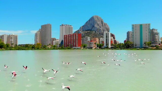 Urban skyline Penon de Ifach or Penyal de Ifac rock, salt lake with flock of flamingos birds slow motion, blue sky, warm sunny day, drone point of view. Costa Blanca Spain