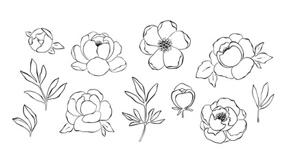 Hand drawn line art collection of peony flowers, buds, branches and leaves in black and white. Floristic set with line art clipart elements. Floral clipart isolated on white background © simpleblues