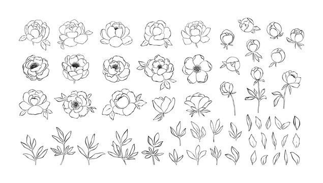 Hand drawn line art collection of peony flowers, buds, branches and leaves in black and white. Floristic set with line art clipart elements. Floral clipart isolated on white background