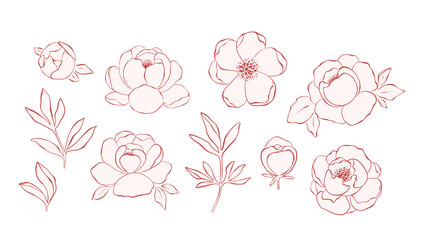Fototapeta premium Hand drawn line art peony flowers collection isolated on white background. Set of pink peonies, buds, branches and leaves for decorative design and romantic arts. Botanical elegant elements