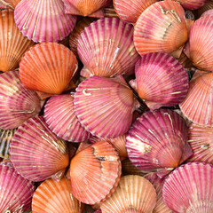 Raw scallop ackground 