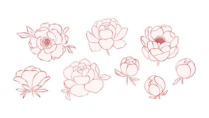 Hand drawn line art peony flowers collection isolated on white background. Set of pink peonies, buds, branches and leaves for decorative design and romantic arts. Botanical elegant elements