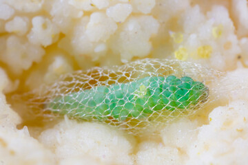 Cocoon of green caterpillar on the leaves of plants. Parasites in agriculture devour herbal food. Dysenfection and insecticides. Caterpillar butterfly cabbage. Close-up