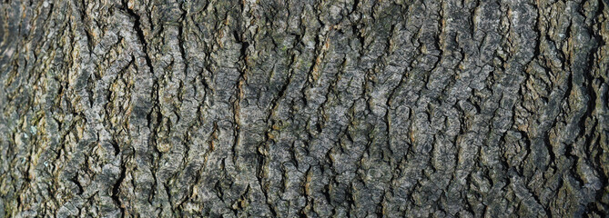texture of bark