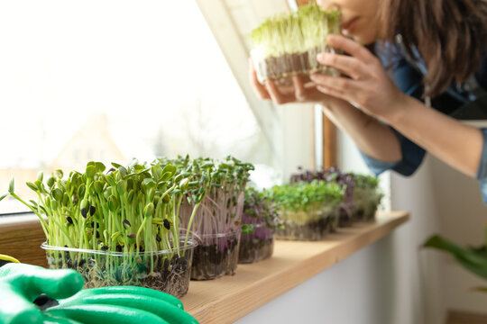 Women savour fresh grown microgreens on a sill near sunny window. Home grown healhy superfood microgreens.