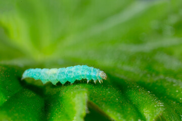 Green Caterpillar crawling over the leaves and eating vegetables. Parasites in agriculture devour...