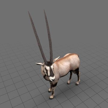 Oryx antelope