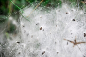 Biduri plant cotton