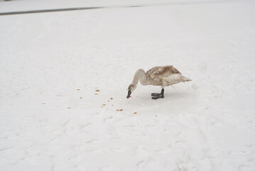 swan in the snow eating food 