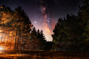 Fototapeta na wymiar Night landscape, beautiful starry night in the spruce forest and bright milky way galaxy. 