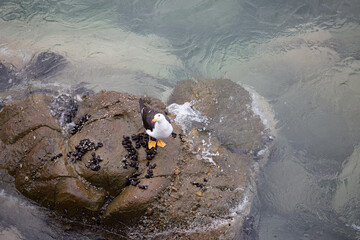 Gaviota parada en una roca en el mar 
