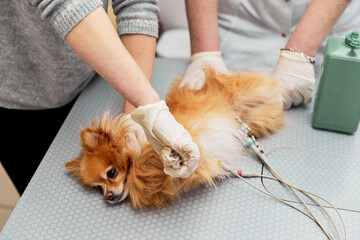 A veterinarian shaves a black dog to connect electrodes for an electrocardiogram examination