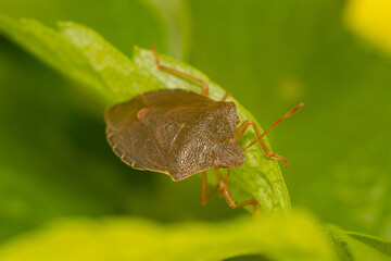 Green Shield Bug, Palomena prasina in winter colours.